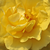 Sárga - Virágágyi floribunda rózsa - Golden Wedding
